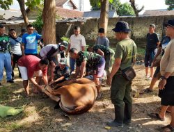 Kodim 0826/Pamekasan Potong Puluhan Hewan Qurban