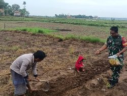 Babinsa Bantu  Para Petani Tabur Beni Padi di Proppo 