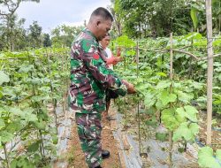 Berikan Arahan kepada Petani, Babinsa Kasi Tips Tanaman Subur di Pamekasan
