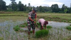 Babinsa Tampojung Tengah Bantu Warga Cabut Bibit Padi Siap Tanam
