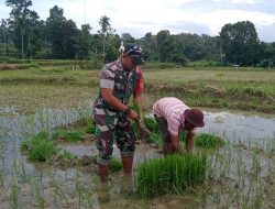 Babinsa Tampojung Tengah Bantu Warga Cabut Bibit Padi Siap Tanam