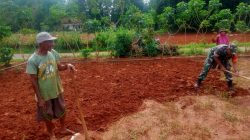 Babinsa Koramil 0826-08 Palengaan Bantu Petani Siapkan Lahan Pertanian