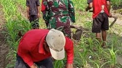 Babinsa Desa Karanganyar,, Laksanakan Pendangiran Tanaman Jagung