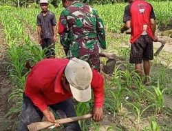 Babinsa Desa Karanganyar,, Laksanakan Pendangiran Tanaman Jagung