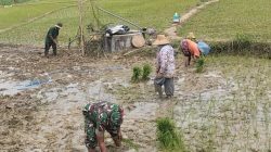 Dukung Program Pemerintah Babinsa Desa Batubintang Laksanakan Penanaman Padi