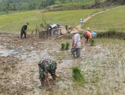Dukung Program Pemerintah Babinsa Desa Batubintang Laksanakan Penanaman Padi