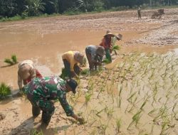 Dukung Ketahanan Pangan Babinsa Koramil 0826-07/Pegantenan Bantu Warga Tanam Padi