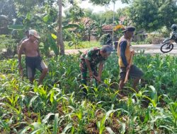 Pak Babin Larangan Dampingi Para Petani Jagung di Musim Hujan