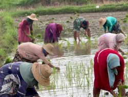 Dukung Ketahanan Pangan Nasional, Pak Babin di Pamekasan Turun Gunung