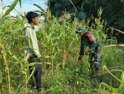 Babinsa Koramil 0826-11/Batumarmar Bantu Warga Dalam Pemeliharaan Tanaman Jagung