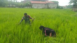 Babinsa Koramil 0826-02/Tlanakan Bantu Petani Rawat Tanaman Padi