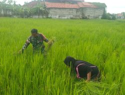 Babinsa Koramil 0826-02/Tlanakan Bantu Petani Rawat Tanaman Padi