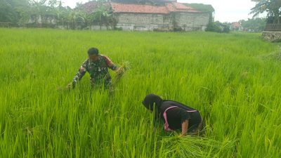 Babinsa Koramil 0826-02/Tlanakan Bantu Petani Rawat Tanaman Padi