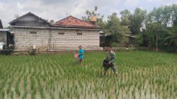 Dukung Ketahanan Pangan Babinsa Koramil 0826-01/Kota Laksanakan Pemupukan Padi