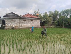 Dukung Ketahanan Pangan Babinsa Koramil 0826-01/Kota Laksanakan Pemupukan Padi