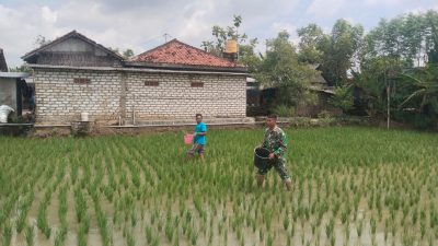 Dukung Ketahanan Pangan Babinsa Koramil 0826-01/Kota Laksanakan Pemupukan Padi