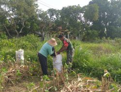 Babinsa Koramil 0826-02/Tlanakan Bantu Petani Panen Jagung di Desa Dabuan