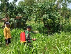 Cegah Serangan Hama Babinsa Koramil 0826-03/Proppo Bantu Semprot Tanaman Jagung