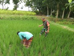 Babinsa Koramil 0826-01/Pamekasan,Bantu Bersihkan Rumput Milik Anggota Poktan
