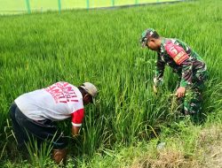 Serda Moh.Syafii Bantu Petani Cabut Rumput Liar