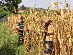 Babinsa Koramil 0826-11/Batumarmar, Sertu Nur Faizin Bantu  Petani Panen Jagung