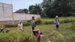 Babinsa Koramil 0826-08/Palengaan Anggota Kelompok Tani Panen Padi