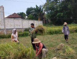 Babinsa Koramil 0826-08/Palengaan Anggota Kelompok Tani Panen Padi