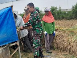 Babinsa Koramil 0826-09/Pakong, Laksanakan Pendampingan Panen Padi