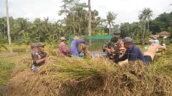 Maz Babin Bantu Warga Panen Padi di Pamekasan