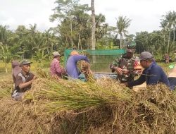 Maz Babin Bantu Warga Panen Padi di Pamekasan