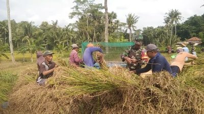 Maz Babin Bantu Warga Panen Padi di Pamekasan