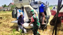 Cak Bhabin Kembali Bantu Warga Penen Padi di Pamekasan