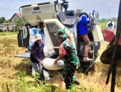 Cak Bhabin Kembali Bantu Warga Penen Padi di Pamekasan
