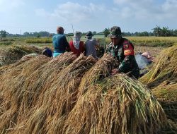 Babinsa Koramil 0826/06 Pademawu Bantu Warga Binaan Panen Padi