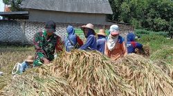 Babinsa Koramil 0826-05/Larangan Bantu Panen Padi di Dusun Kolor Desa Duko Timur