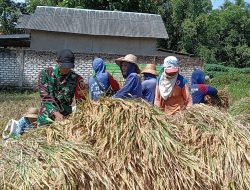 Babinsa Koramil 0826-05/Larangan Bantu Panen Padi di Dusun Kolor Desa Duko Timur