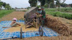 Wujudkan Swasembada Pangan Serka M. Yasin Laksanakan Pendampingan Panen Padi