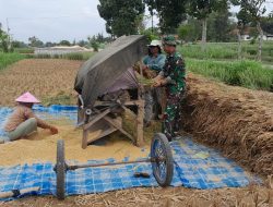Wujudkan Swasembada Pangan Serka M. Yasin Laksanakan Pendampingan Panen Padi