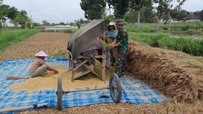 Wujudkan Swasembada Pangan Serka M. Yasin Laksanakan Pendampingan Panen Padi