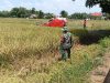 Oercepat Proses Panen Babinsa Koramil 0826-05/Larangan Panen Padi Gunakan Alat Combine Harvester