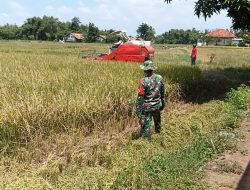 Oercepat Proses Panen Babinsa Koramil 0826-05/Larangan Panen Padi Gunakan Alat Combine Harvester