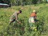 Babinsa Koramil 0826-05/Larangan Bantu Panen Cabai Serta Bersihkan Gulma