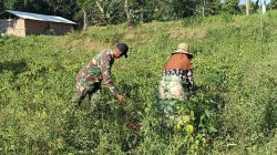 Babinsa Koramil 0826-05/Larangan Bantu Panen Cabai Serta Bersihkan Gulma