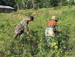 Babinsa Koramil 0826-05/Larangan Bantu Panen Cabai Serta Bersihkan Gulma