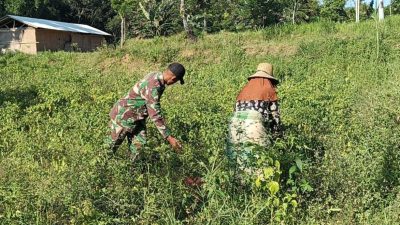 Babinsa Koramil 0826-05/Larangan Bantu Panen Cabai Serta Bersihkan Gulma