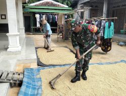 Babinsa Koramil 0826-02/Tlanakan Bantu Jemur Gabah Milik Bapak Farid di Desa Taro’an
