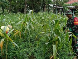 Serda Edi Suswanto Bantu Cabut Rumput Liar yang Ganggu Pertumbuhan Tanaman Jagung.