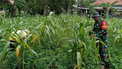 Serda Edi Suswanto Bantu Cabut Rumput Liar yang Ganggu Pertumbuhan Tanaman Jagung.