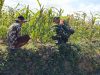 Dukung Ketahanan Pangan Babinsa Proppo Bantu Perawatan Tanaman Jagung