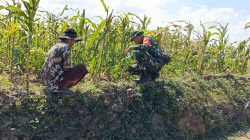 Dukung Ketahanan Pangan Babinsa Proppo Bantu Perawatan Tanaman Jagung